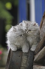 Persian cat, long-haired cat