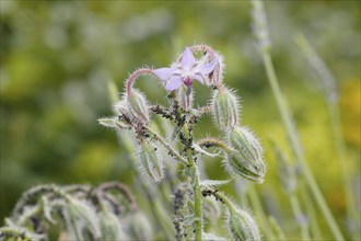 Borage (Borago officinalis), flowers and buds, with black bean aphids (Aphis fabae) North