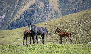 Horses with foals, Keldike Valley on the way to the Ala Kul Pass, Tien Shan Mountains, Kyrgyzstan,