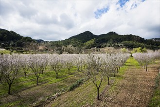 Flowering almond tree (Prunus dulcis), near Valdemossa, Serra de Tramuntana, Majorca, Balearic