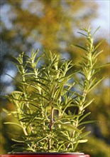 Rosemary (Salvia rosmarinus), North Rhine-Westphalia, Germany, Europe