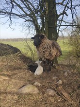 Black-headed domestic sheep (Ovis gmelini aries) with two lambs, Mecklenburg-Western Pomerania,