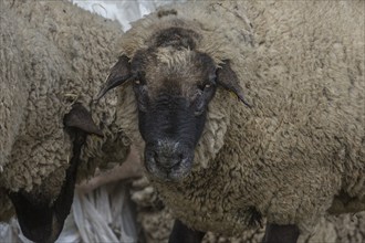 Portrait of male black-headed sheep (Ovis aries Linnaeus), Mecklenburg-Western Pomerania, Germany,