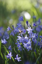 Charming Scilla, Bee, March, Germany, Europe