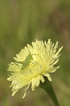 Leafhopper (Tettigonia spec.), nymph, Provence, Southern France