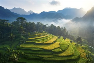 Early morning light bathes Philippines rice terraces cascading down mountain slopes, AI generated