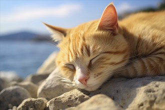 Ginger cat sleeping on warm stones at sunny beach. KI generiert, generiert AI generated