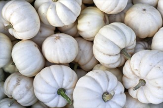 Top view of many small white Baby Boo pumpkins for sale at market