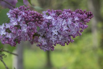 Lilac blossom (Syringa), Bavaria, Germany, Europe