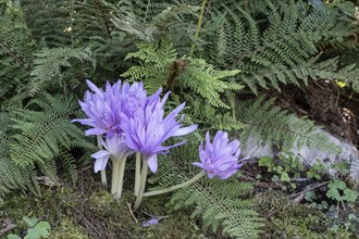 Autumn crocus (Colchicum autumnale Waterlily), Emsland, Lower Saxony, Germany, Europe