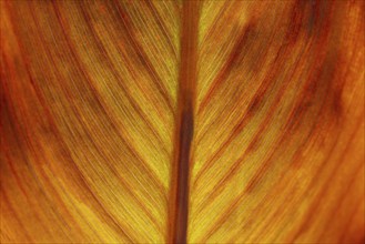 Pretoria Canna Lily (Canna indica) Russian Red, leaf, detail, Germany, Europe