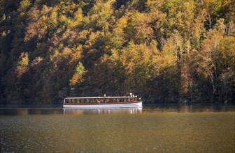 Tourist boat on the Königssee, yellow coloured trees, autumnal mountain forest at the lake,