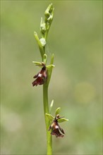 Fly orchid (Ophrys insectifera), Lower Saxony, Germany, Europe