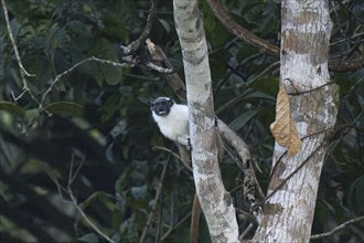 Brazilian bare faced tamarin, Saguinus bicolor, Amazon basin, Brazil, South America