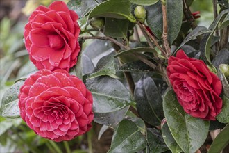 Camellia flower (Camellia japonica Hybride), Emsland, Lower Saxony, Germany, Europe