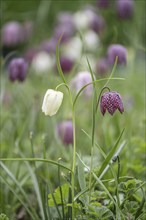 Snake's head fritillary (Fritillaria meleagris), Emsland, Lower Saxony, Germany, Europe