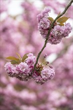 Japanese flowering cherry (Prunus serrulata Kanzan), Emsland, Lower Saxony, Germany, Europe