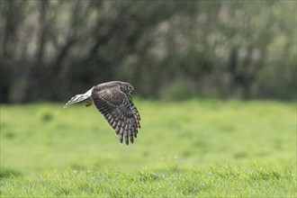 Hen harrier (Circus cyaneus), Emsland, Lower Saxony, Germany, Europe