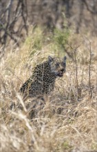 Leopard (Panthera pardus) sitting in dry grass, with bloody snout, Kruger National Park, South