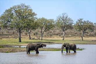 African elephant (Loxodonta africana), two bulls drinking and standing in the water at a lake,