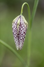 Snake's head fritillary (Fritillaria meleagris), Emsland, Lower Saxony, Germany, Europe