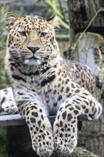 Amur leopard (Panthera pardus orientalis), portrait, Nordhorn Zoo, Lower Saxony, Germany, Europe