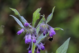 Common comfrey (Symphytum officinale), flower, flowering, Germany, Europe