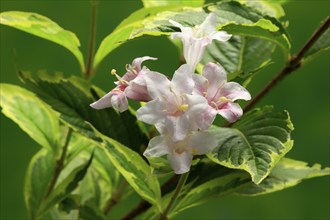 Weigelas (Weigela), flowering, flower, Ellerstadt, Germany, Europe