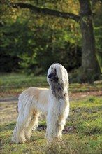 Afghan Hound, Afghan Greyhound, Sighthound