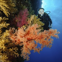 Female diver looking at reef wall drop off of colourful coral reef with soft corals