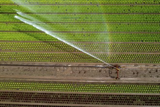 A field is artificially irrigated, water is sprayed onto the field via an irrigation system, field