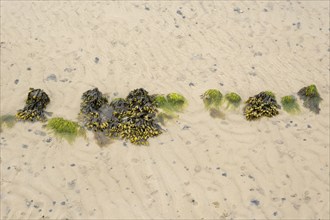 Wadden Sea at low tide with brown algae and piles of lugworms, North Sea, Föhr, North Sea island,