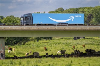 Lorry on the A40 motorway, bridge over the Ruhr and Styrumer Ruhrauen, herd of cattle, dairy cows