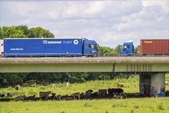 Lorry on the A40 motorway, bridge over the Ruhr and Styrumer Ruhrauen, herd of cattle, dairy cows