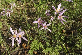 Meadow saffron (Colchicum autumnale) flowering specimens, Allgäu, Bavaria, Germany, Allgäu,