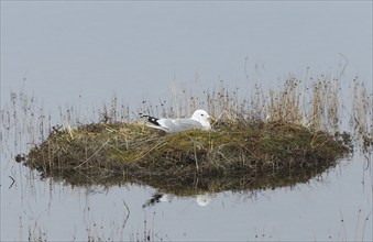 Common gull (Larus canus) breeding on a small island in a lake, Lapland, Northern Norway, Norway,