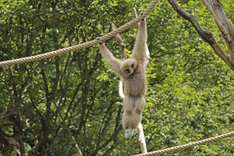 White-handed gibbon (Hylobates lar), captive