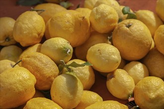 Lemons (Citrus × limon), market sale, weekly market market, Majorca, Balearic Islands, Spain,