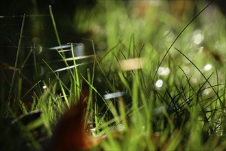 Meadow in October with spider webs, Saxony, Germany, Europe