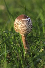 Parasol mushroom, September, Usedom, Mecklenburg-Western Pomerania, Germany, Europe