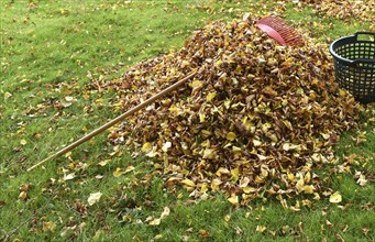 Remove withered leaves, autumn leaves in the garden, Schleswig-Holstein, Germany, Europe