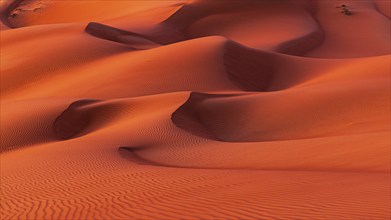 Curving sand dunes in the Rub al Khali desert, Dhofar province, Arabian Peninsula, Sultanate of