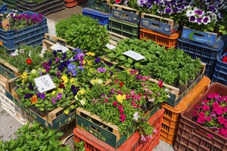 Flowers and herbs displayed in wooden crates at a market, Market, Nafplio, Nauplia, Nauplion,