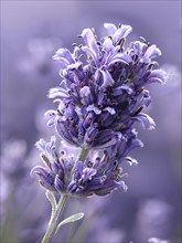 Detailed macro of a lavender flower (Lavandula angustifolia), showing the tiny purple buds and