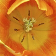 Tulip (Tulipa), flower orange colour in a flower bed, inside of flower, pistil and stamen,