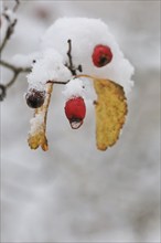 Red berries with snow in winter, Germany, Europe