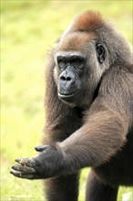 Western gorilla (Gorilla gorilla), adult, portrait, female, begging