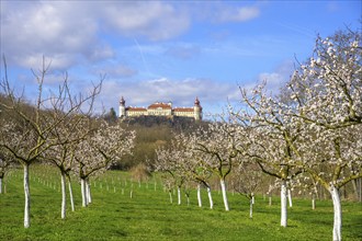 Blossoming apricot trees and Göttweig Abbey, Paudorf, Lower Austria, Austria, Europe