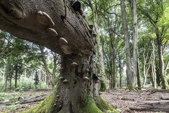 Tinder fungus (Fomes fomentarius) on bent copper beech (Fagus sylvatica), Emsland, Lower Saxony,