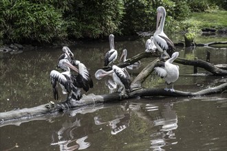 Australian pelicans (Pelecanus conspicillatus), Walsrode Bird Park, Lower Saxony, Germany, Europe